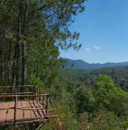 Scenic view of forest
