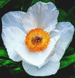 Close-up of insect on white flowering plant