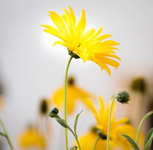 Close-up of yellow flowers blooming in park