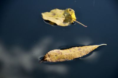 High angle view of dry leaves floating on water