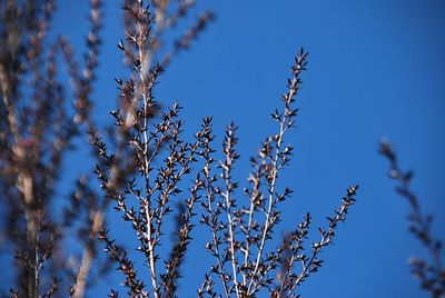 Low angle view of flowering plants against blue sky