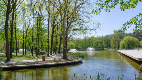 Scenic view of lake in forest