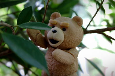 Close-up of stuffed toy on tree