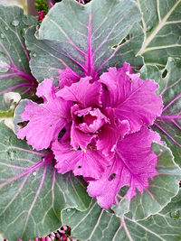 Close-up of pink flowering plant leaves