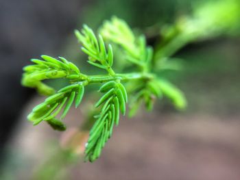 Close-up of plant