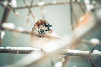 Close-up of bird perching on branch