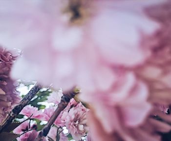 Close-up of pink cherry blossom