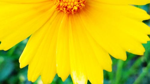 Close-up of yellow flower blooming outdoors