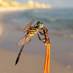 Close-up of insect