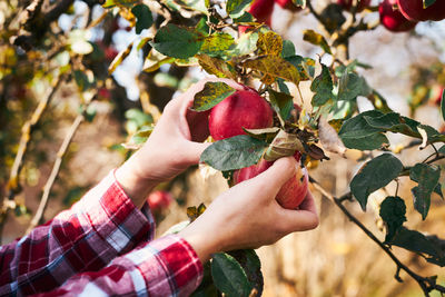 Cropped hand of woman holding fruit