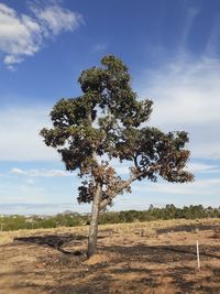 Tree on field against sky