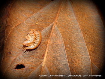 Close-up of lizard on leaf