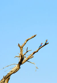 Low angle view of bird perching on tree against clear sky