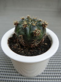 High angle view of succulent plant on table