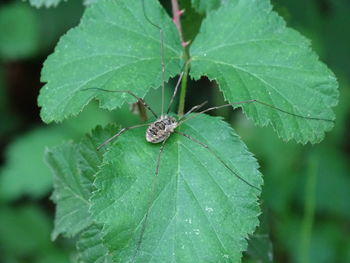 Close-up of insect on leaf