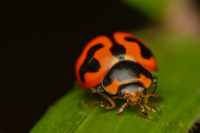 Close-up of ladybug on leaf