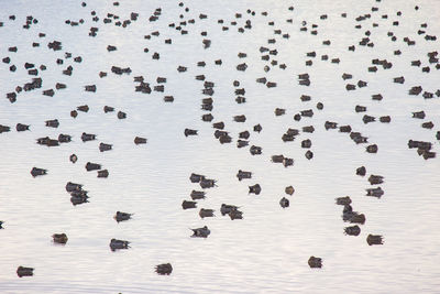 High angle view of birds swimming in lake