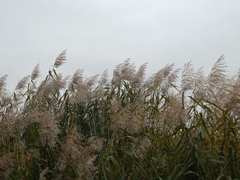 Plants on field against clear sky