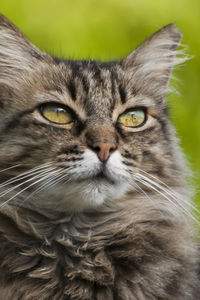 Close-up portrait of cat
