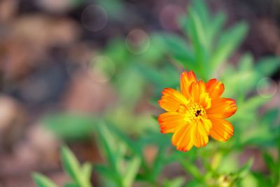 Close-up of orange flower blooming i