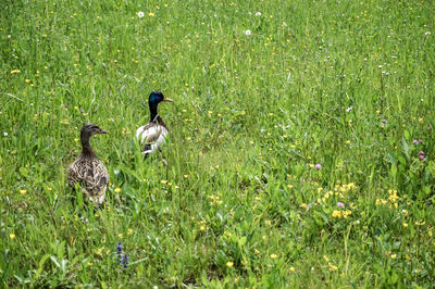 View of a bird on field