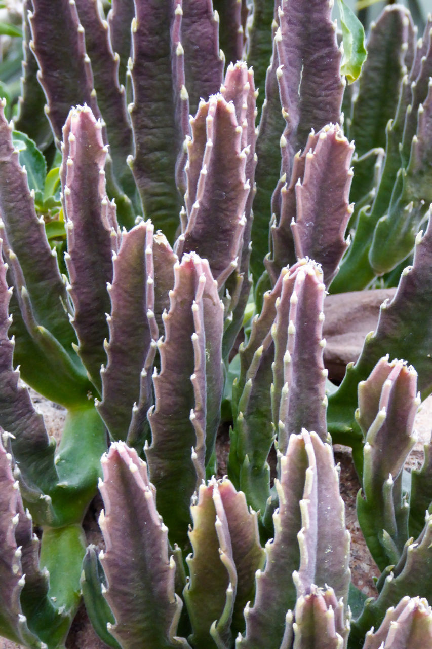 CLOSE-UP OF SUCCULENT PLANTS