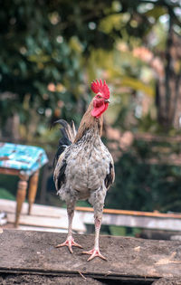 Rooster on field