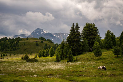 Scenic view of field against sky