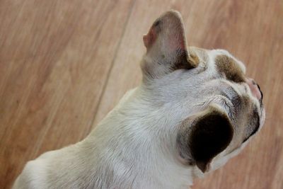 Close-up of a dog looking away