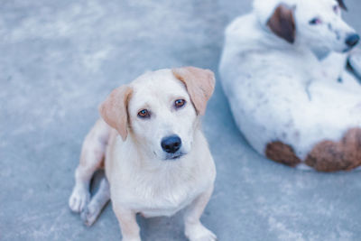 Close-up portrait of dog