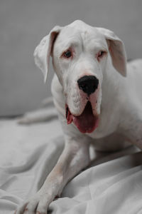 Close-up portrait of dog