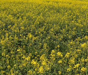 Scenic view of oilseed rape field