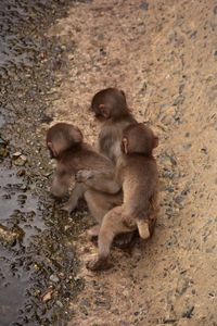 Monkey sitting on stone wall