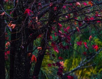 Red flowering tree in forest