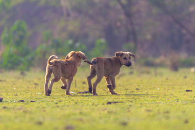 View of two dogs on field