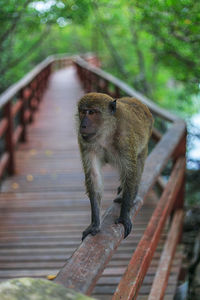 Monkey sitting on railing in forest