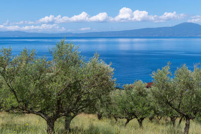 Beautiful olive grove by the sea near kalamata, greece with blue sky