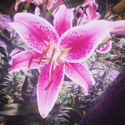 Close-up of pink flower