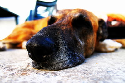 Close-up of dog relaxing outdoors