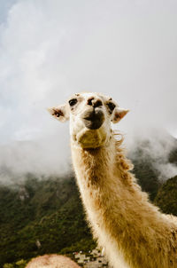 Portrait of a llama