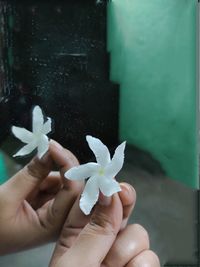 Close-up of hand holding white rose flower