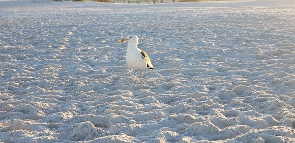 High angle view of seagull on beach