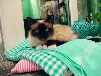 Close-up portrait of cat relaxing at home