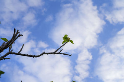 Low angle view of tree against sky