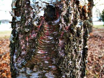 Close-up of moss on tree trunk