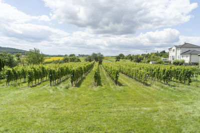 Scenic view of agricultural field against sky