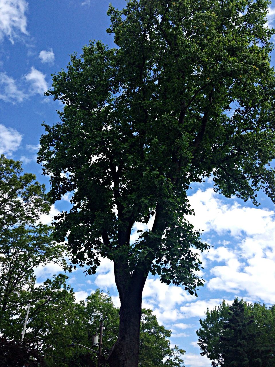 tree, low angle view, sky, branch, growth, nature, tree trunk, tranquility, beauty in nature, cloud - sky, cloud, day, blue, scenics, no people, outdoors, tranquil scene, green color, sunlight, forest