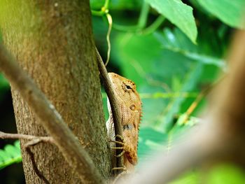 Close-up of a lizard on tree