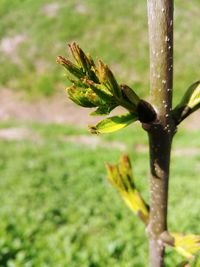 Close-up of plant growing on field