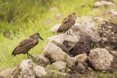 Bird perching on rock